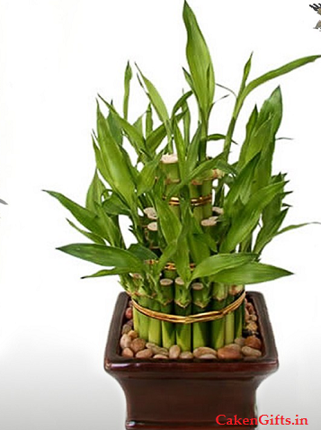 best-bamboo-plant - CakenGifts.in